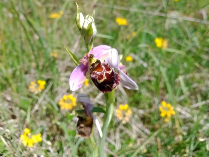 Ophrys fuciflora © Lilian Poncelet-Quintard