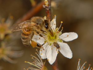 Abeille solitaire Luc GizartG