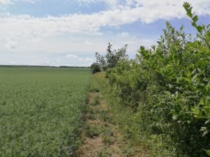 Bordure de champs avec une bande bouchon tampon Rethelois