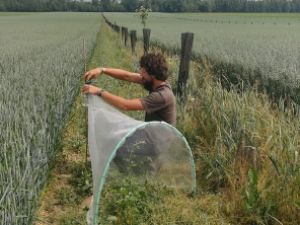 installation piège à cornet