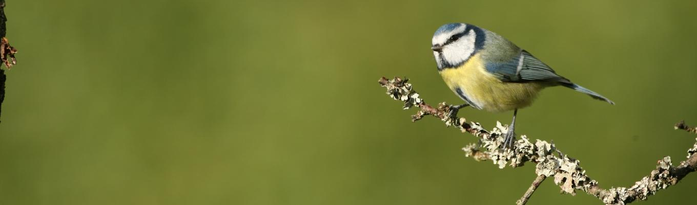 Mésange bleue Jean Champion