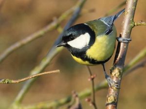 Mésange charbonnière Daniel Gayet