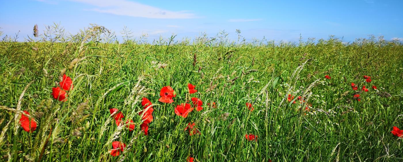 Champ bio coquelicot