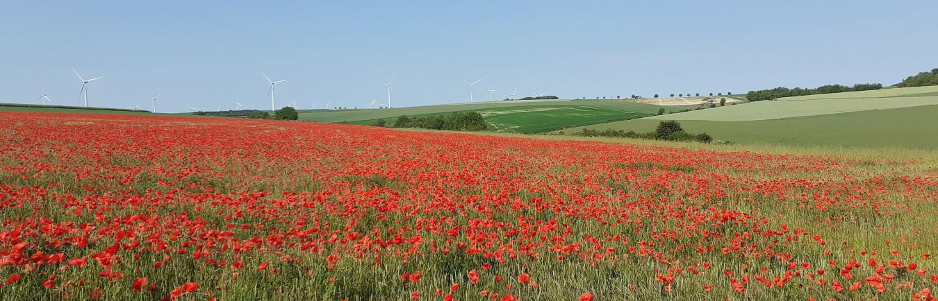 Coquelicots Bourcq ReNArd