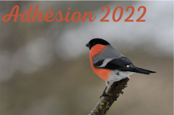 adhsion 2022