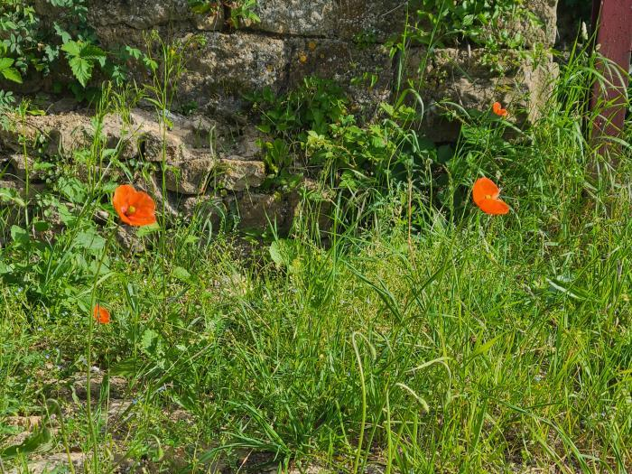 Coquelicots ©D. Burnet