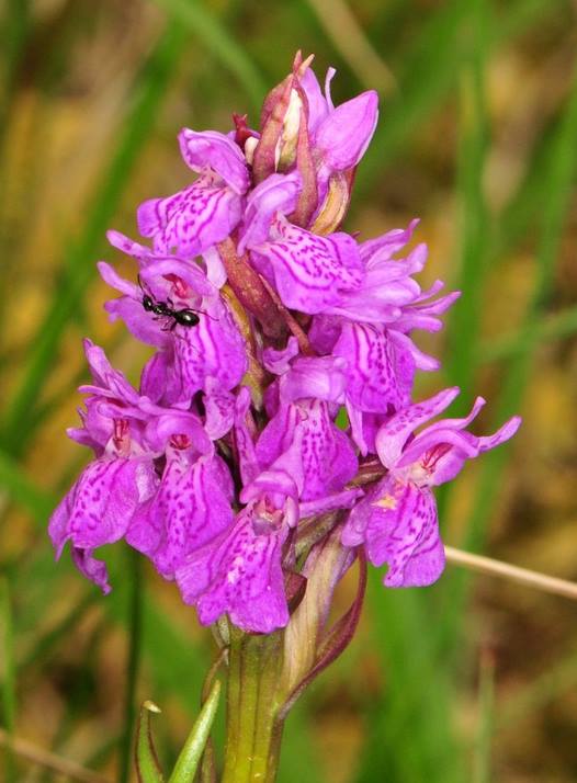 orchis des sphaignes