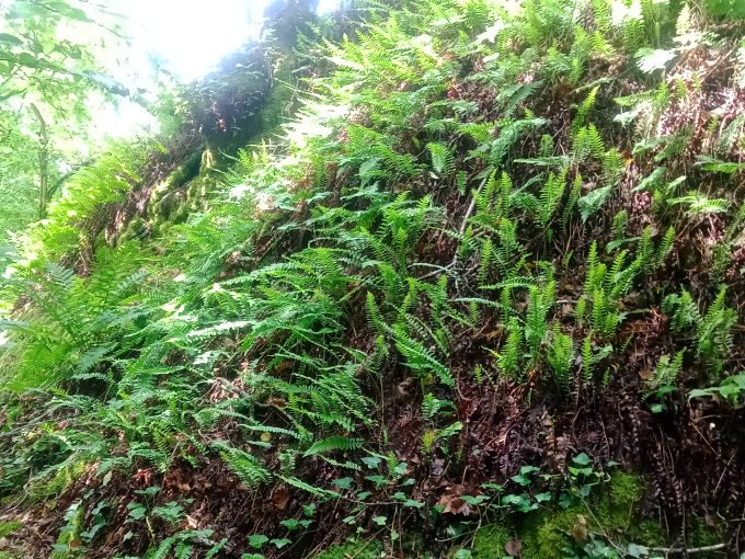 Polypode commun ©L. Poncelet-Quintard