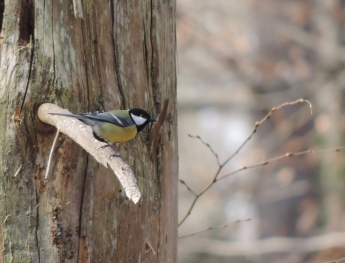 Mésange charbonnière n5 Victor Perrette