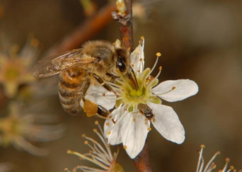 Abeille solitaire Luc GizartG