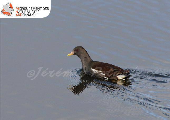 Gallinule