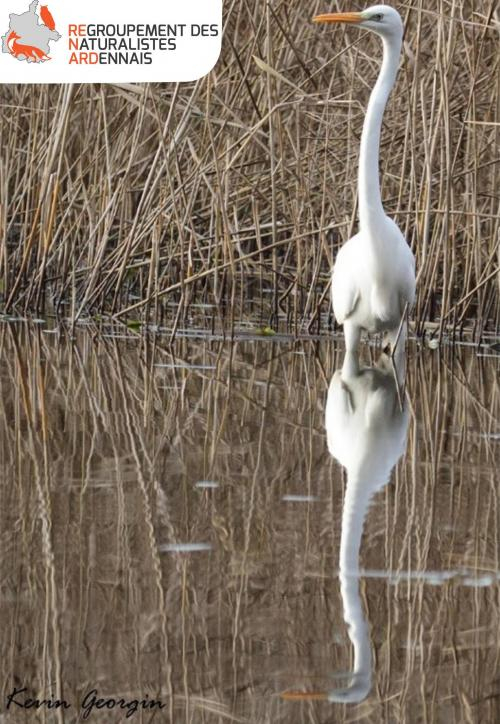 Grande aigrette