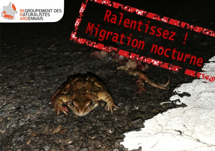 Ralentissez amphibiens