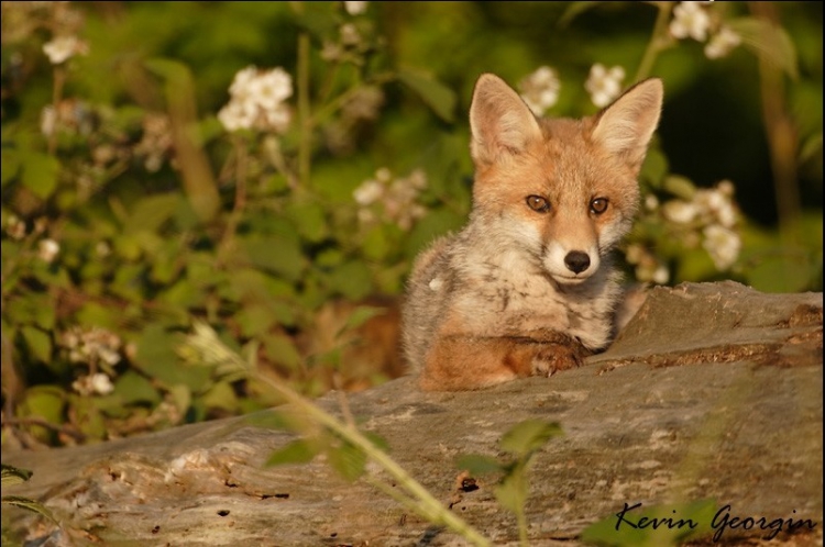 Renard roux Kevin Georgin 2