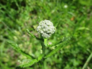 Achilea millefolium Lilian P Q