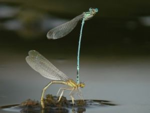 Agrion à larges pattes Luc Gizart