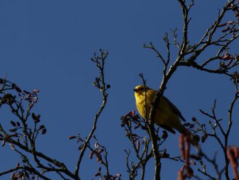 Bruant jaune Thierry Hardy