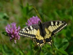 Machaon Dupont