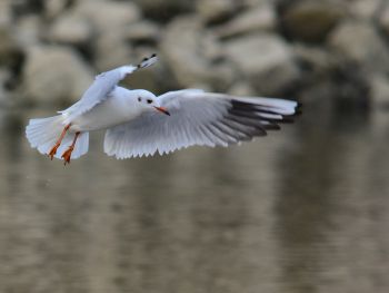 Mouette rieuse Johann Cousinard DSB 4131