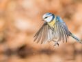 Mésange bleue Jean Loup Pommier utilisation OK 2