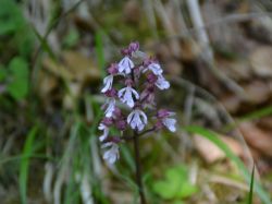 Orchidée pourpre Dupont