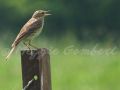 Pipit farlous