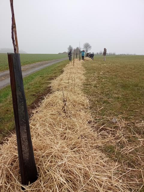 Chantier de plantation de haies : paillage pour protéger les plants