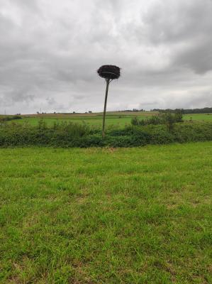 Nid de Cigogne blanche sur un mât en bois penché