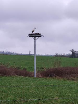 Cigogne blanche posée dans le nid en haut du nouveau mât