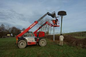 Récupération du nid sur le mât en bois avec un Manitou