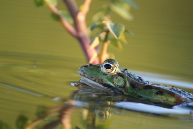 Grenouille verte © Jérémie Potaufeux