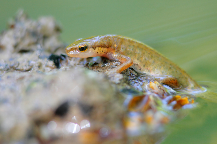 Triton palmé ©L. Rouschmeyer