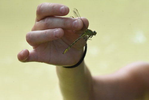 Gomphus pulchellus