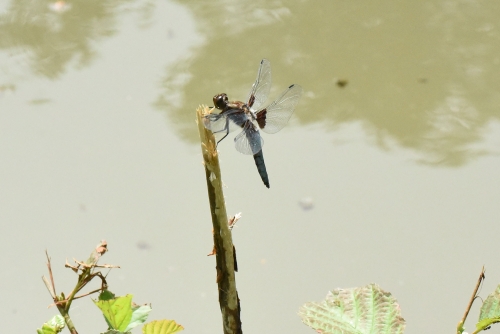 Libellula depressa