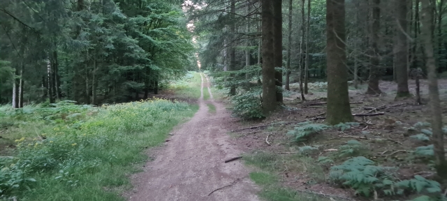 foret au crepuscule ©Guillaume Molendini