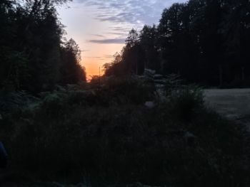 Forêt au crépuscule ©G. Molendini