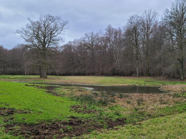 Mare restaurée dans un domaine forestier