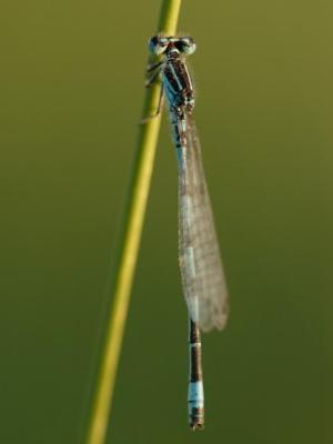 Agrion de mercure ©K. Georgin