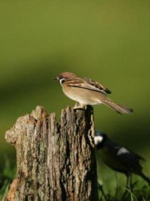 Moineau friquet @J. Champion