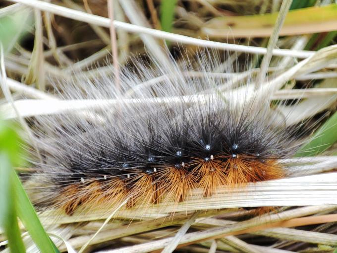 Chenille : Ecaille martre