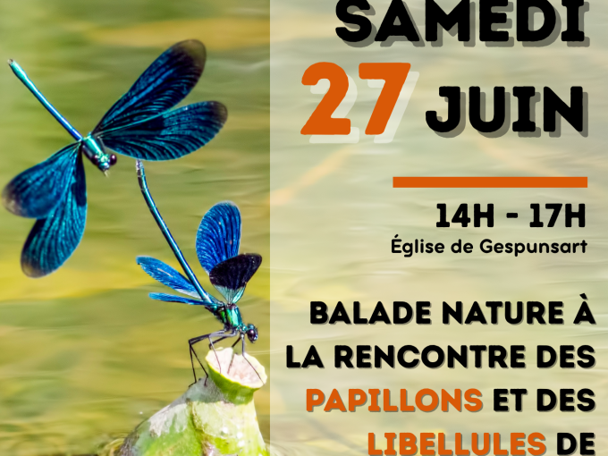 Affiche de la sortie avec les infos du post et photo de libellules