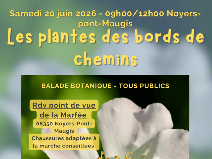 Affiche de la sortie "les plantes des bords de chemins"