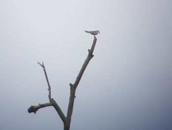 Voncq SterneCaroline Marjolet