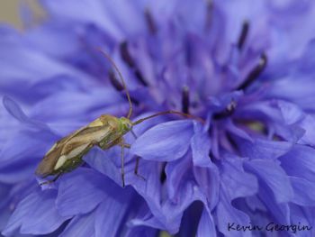 Adelphocoris lineolatus Kévin Georgin