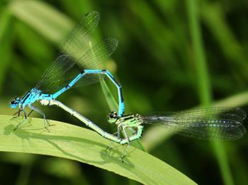 Agrion jouvencelle Alain SAUVAGE