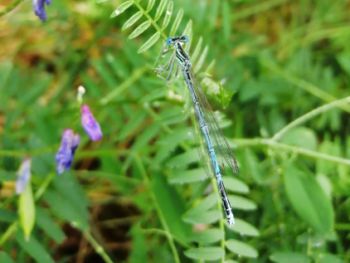 Agrion à larges pattes Camille Venayre