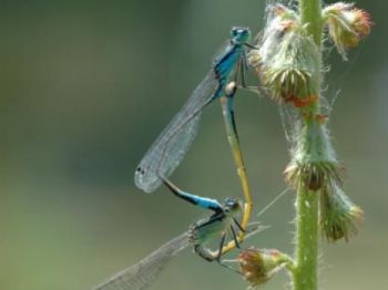 Agrion élégant Luc Gizart