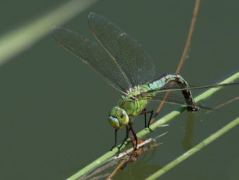 Anax empereur Nathalie GOBEZ