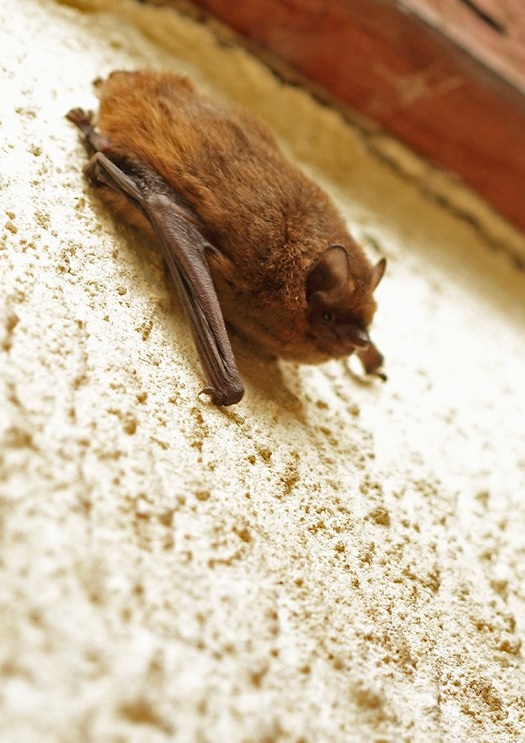 Pipistrelle commune ©Kévin Georgin