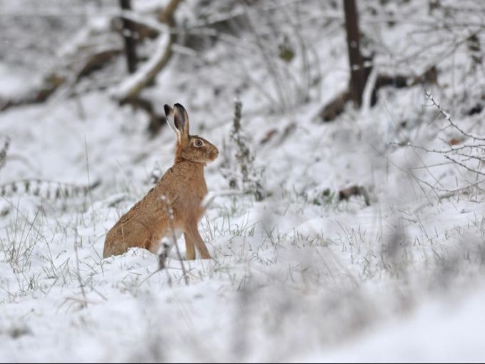 Lièvre d'Europe ©N. Delaporte